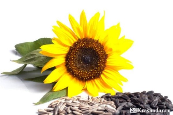 Отобрали подсолнух в аэропорту