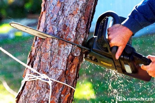 За вырубку деревьев ответят