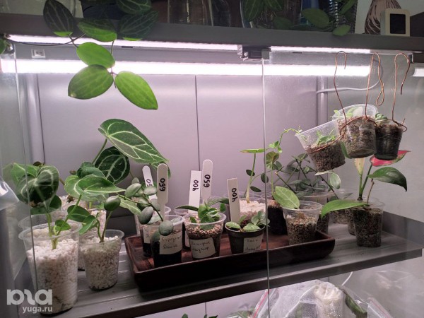 Без хищников и мастер-классов. Как живет и окупается краснодарская растенишная «Ботанка»