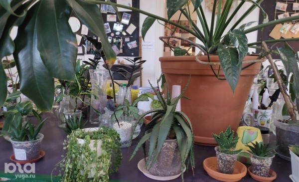 Без хищников и мастер-классов. Как живет и окупается краснодарская растенишная «Ботанка»