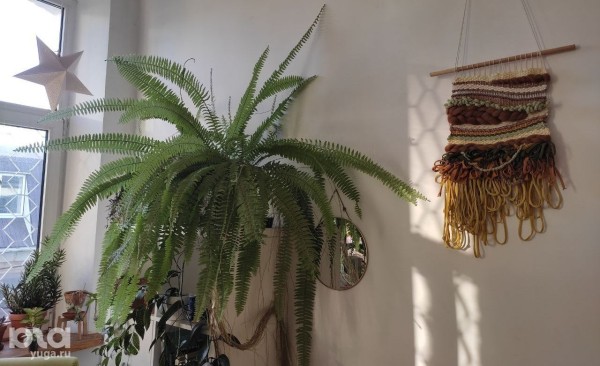 Без хищников и мастер-классов. Как живет и окупается краснодарская растенишная «Ботанка»