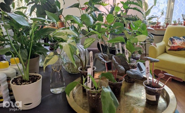 Без хищников и мастер-классов. Как живет и окупается краснодарская растенишная «Ботанка»