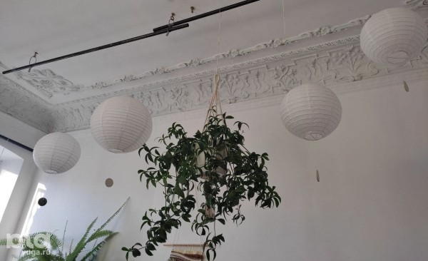 Без хищников и мастер-классов. Как живет и окупается краснодарская растенишная «Ботанка»