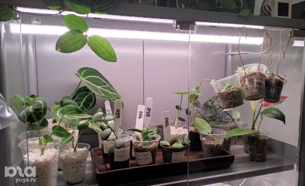 Без хищников и мастер-классов. Как живет и окупается краснодарская растенишная «Ботанка»