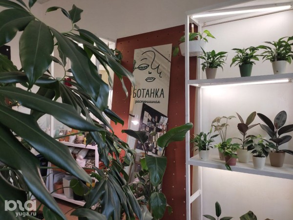 Без хищников и мастер-классов. Как живет и окупается краснодарская растенишная «Ботанка»