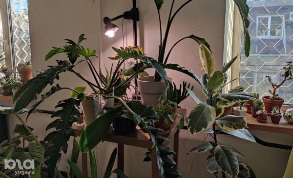 Без хищников и мастер-классов. Как живет и окупается краснодарская растенишная «Ботанка»