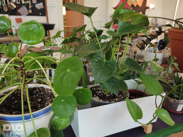 Без хищников и мастер-классов. Как живет и окупается краснодарская растенишная «Ботанка»