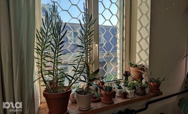 Без хищников и мастер-классов. Как живет и окупается краснодарская растенишная «Ботанка»