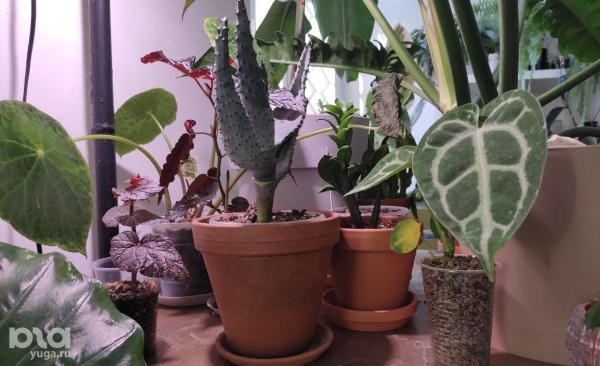 Без хищников и мастер-классов. Как живет и окупается краснодарская растенишная «Ботанка»