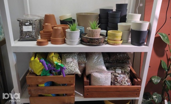 Без хищников и мастер-классов. Как живет и окупается краснодарская растенишная «Ботанка»