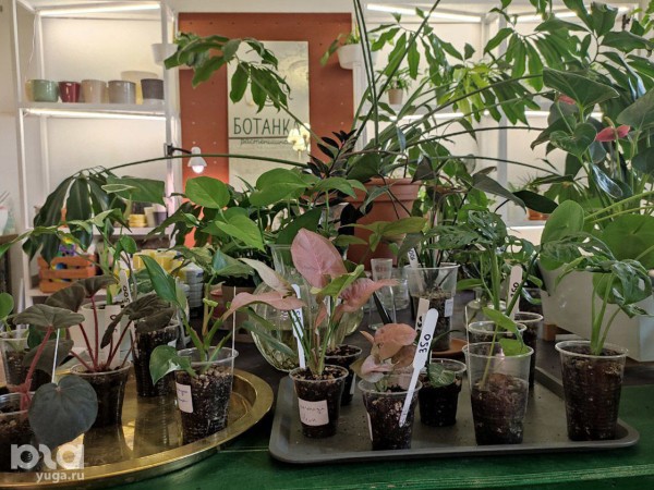 Без хищников и мастер-классов. Как живет и окупается краснодарская растенишная «Ботанка»