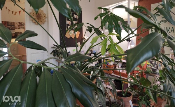 Без хищников и мастер-классов. Как живет и окупается краснодарская растенишная «Ботанка»