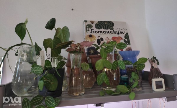 Без хищников и мастер-классов. Как живет и окупается краснодарская растенишная «Ботанка»