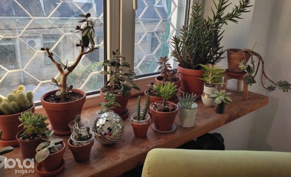 Без хищников и мастер-классов. Как живет и окупается краснодарская растенишная «Ботанка»