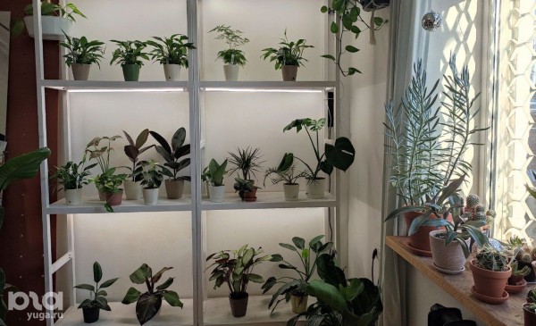 Без хищников и мастер-классов. Как живет и окупается краснодарская растенишная «Ботанка»