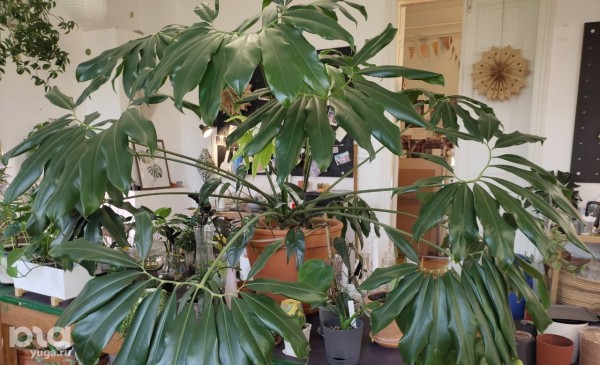 Без хищников и мастер-классов. Как живет и окупается краснодарская растенишная «Ботанка»