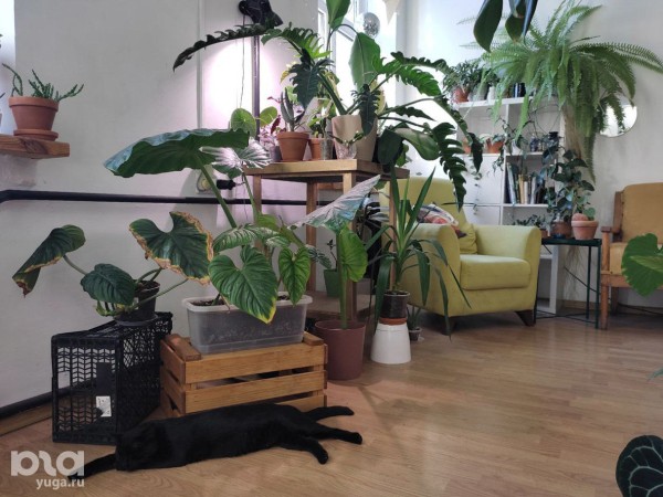 Без хищников и мастер-классов. Как живет и окупается краснодарская растенишная «Ботанка»