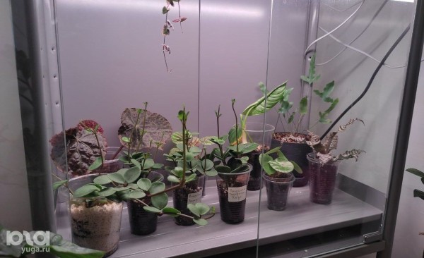 Без хищников и мастер-классов. Как живет и окупается краснодарская растенишная «Ботанка»