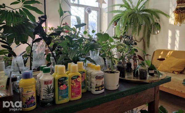 Без хищников и мастер-классов. Как живет и окупается краснодарская растенишная «Ботанка»