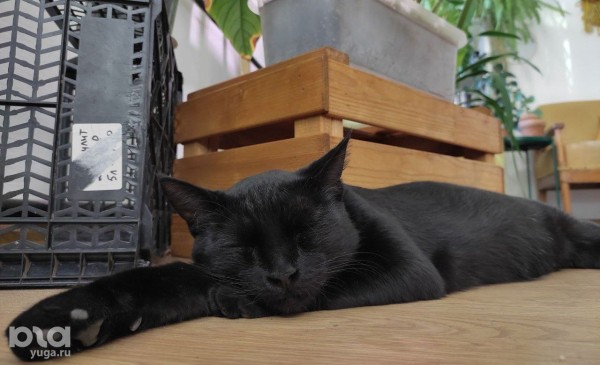 Без хищников и мастер-классов. Как живет и окупается краснодарская растенишная «Ботанка»