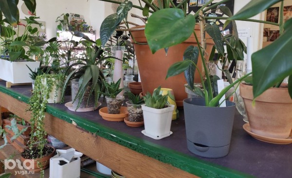 Без хищников и мастер-классов. Как живет и окупается краснодарская растенишная «Ботанка»