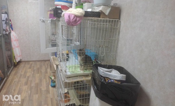 Много слёз и маленькие чудеса. Репортаж с 20-летия приюта для животных &laquo;Краснодог&raquo; в Краснодаре
