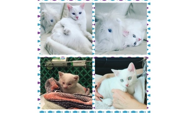 Преображение на глазах: бездомные животные "до" и "после" того, как их подобрали с улиц Преображение на глазах: бездомные животные "до" и "после" того, как их подобрали с улиц