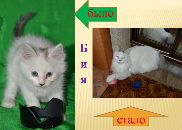 Преображение на глазах: бездомные животные "до" и "после" того, как их подобрали с улиц Преображение на глазах: бездомные животные "до" и "после" того, как их подобрали с улиц