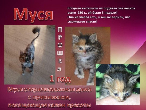 Преображение на глазах: бездомные животные "до" и "после" того, как их подобрали с улиц Преображение на глазах: бездомные животные "до" и "после" того, как их подобрали с улиц