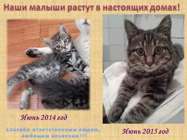 Преображение на глазах: бездомные животные "до" и "после" того, как их подобрали с улиц Преображение на глазах: бездомные животные "до" и "после" того, как их подобрали с улиц