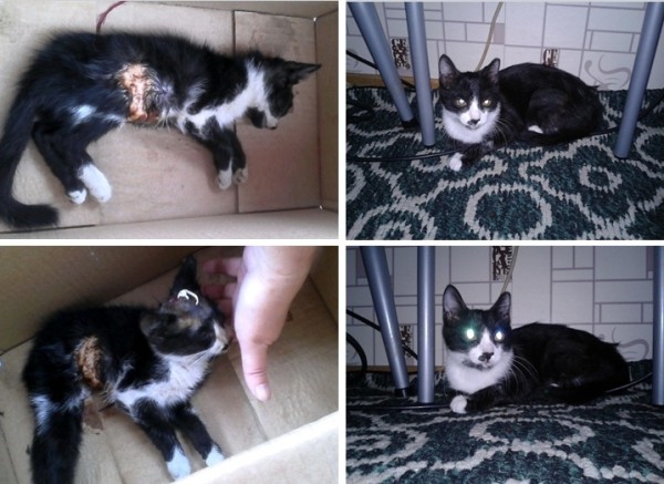 Преображение на глазах: бездомные животные "до" и "после" того, как их подобрали с улиц Преображение на глазах: бездомные животные "до" и "после" того, как их подобрали с улиц