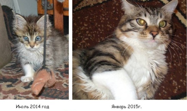 Преображение на глазах: бездомные животные "до" и "после" того, как их подобрали с улиц Преображение на глазах: бездомные животные "до" и "после" того, как их подобрали с улиц