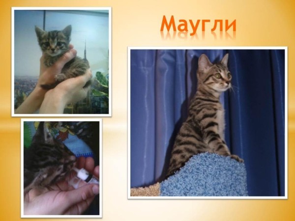 Преображение на глазах: бездомные животные "до" и "после" того, как их подобрали с улиц Преображение на глазах: бездомные животные "до" и "после" того, как их подобрали с улиц