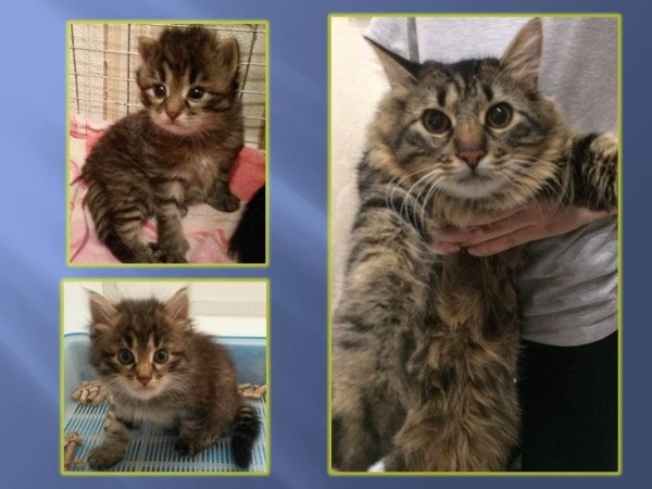 Преображение на глазах: бездомные животные "до" и "после" того, как их подобрали с улиц Преображение на глазах: бездомные животные "до" и "после" того, как их подобрали с улиц