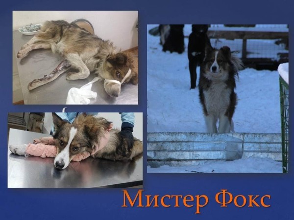 Преображение на глазах: бездомные животные "до" и "после" того, как их подобрали с улиц Преображение на глазах: бездомные животные "до" и "после" того, как их подобрали с улиц