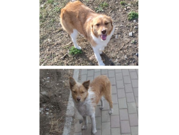 Преображение на глазах: бездомные животные "до" и "после" того, как их подобрали с улиц Преображение на глазах: бездомные животные "до" и "после" того, как их подобрали с улиц