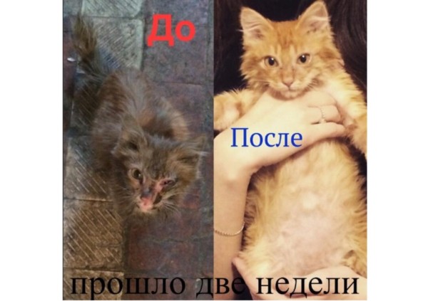 Преображение на глазах: бездомные животные "до" и "после" того, как их подобрали с улиц Преображение на глазах: бездомные животные "до" и "после" того, как их подобрали с улиц