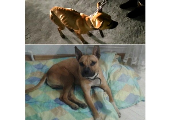 Преображение на глазах: бездомные животные "до" и "после" того, как их подобрали с улиц Преображение на глазах: бездомные животные "до" и "после" того, как их подобрали с улиц