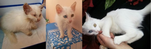 Преображение на глазах: бездомные животные "до" и "после" того, как их подобрали с улиц Преображение на глазах: бездомные животные "до" и "после" того, как их подобрали с улиц