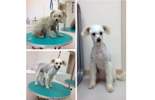 Преображение на глазах: бездомные животные "до" и "после" того, как их подобрали с улиц Преображение на глазах: бездомные животные "до" и "после" того, как их подобрали с улиц