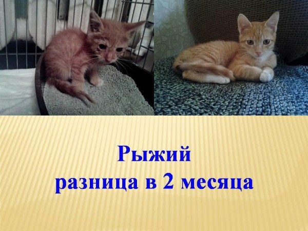 Преображение на глазах: бездомные животные "до" и "после" того, как их подобрали с улиц Преображение на глазах: бездомные животные "до" и "после" того, как их подобрали с улиц