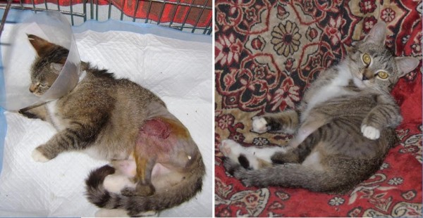 Преображение на глазах: бездомные животные "до" и "после" того, как их подобрали с улиц Преображение на глазах: бездомные животные "до" и "после" того, как их подобрали с улиц