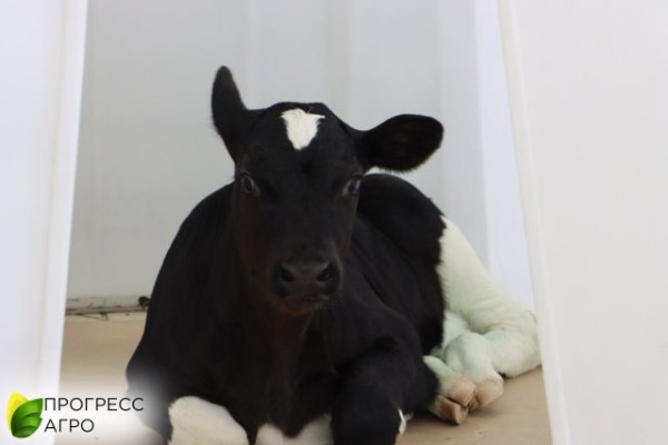 На Кубани клонированного теленка предлагают назвать Клоней или Милкой
На Кубани клонированного теленка предлагают назвать Клоней или Милкой