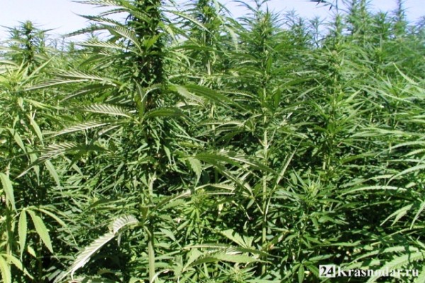 Выращивал ганжу в промышленных масштабах