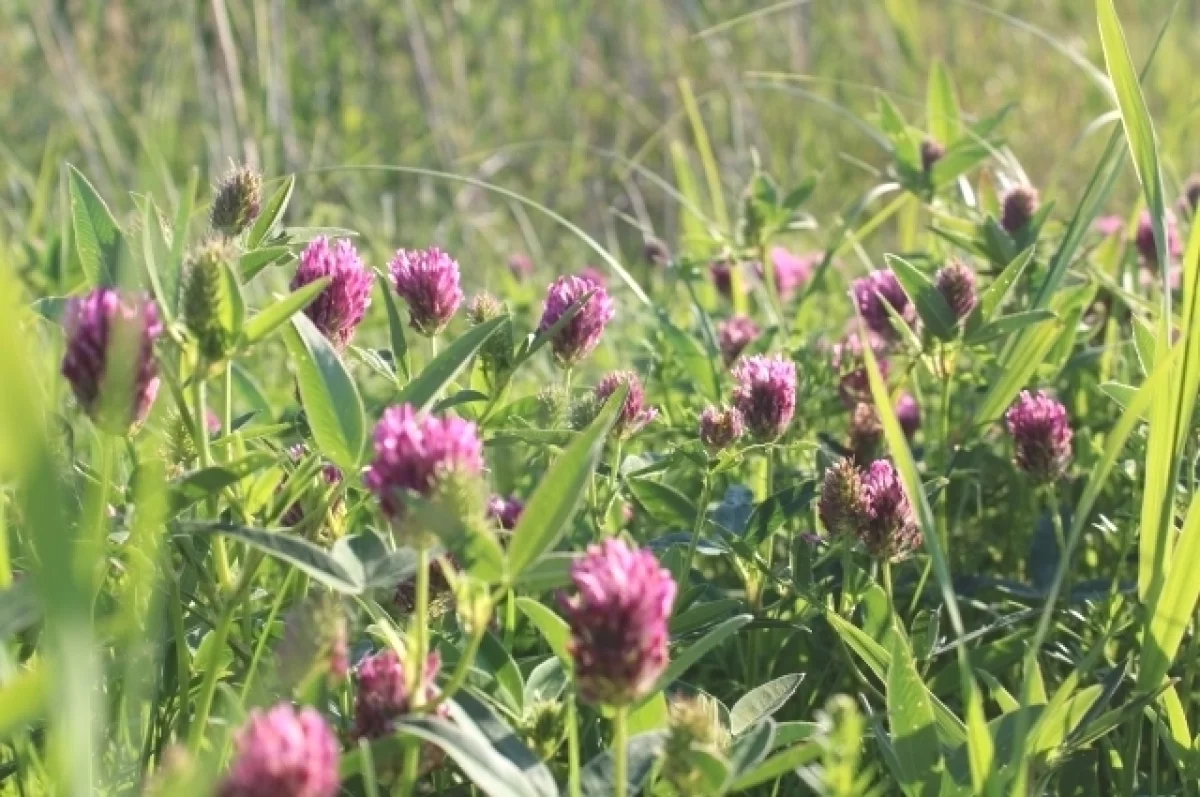 
        В Краснодарском крае ожидается жара до 41 градуса    