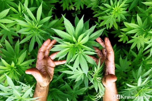 Конопляная ферма 2017 Конопляная ферма 2017