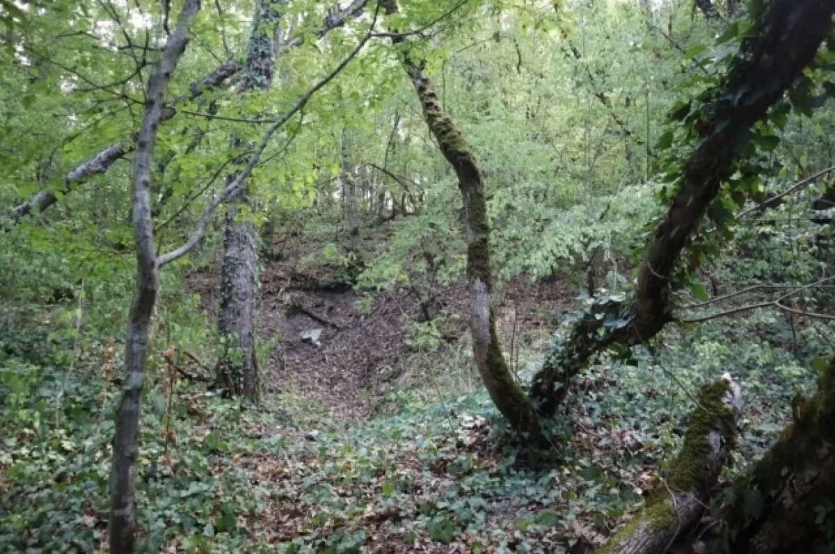 
        Заброшенный штаб времен ВОВ обнаружили в лесу под Геленджиком    