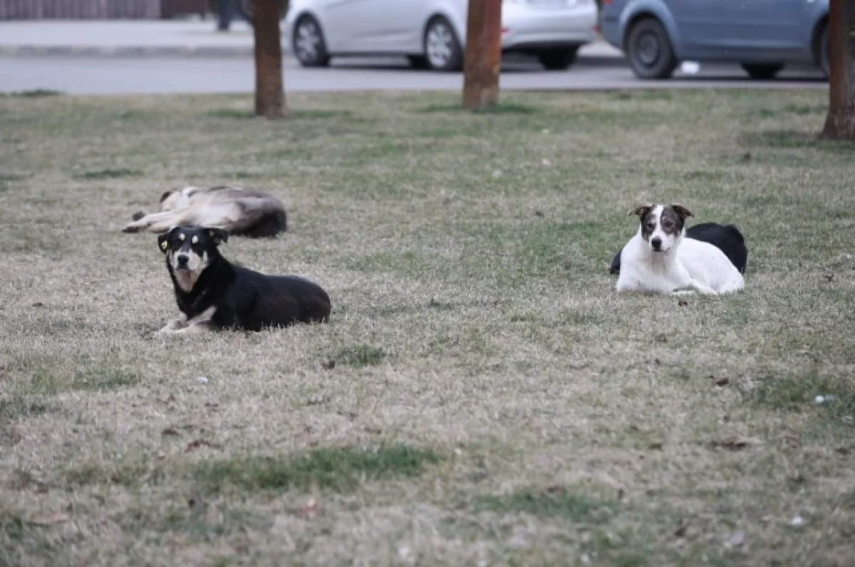 Новый приют для собак в пригороде Краснодара почти готов
Новый приют для собак в пригороде Краснодара почти готов