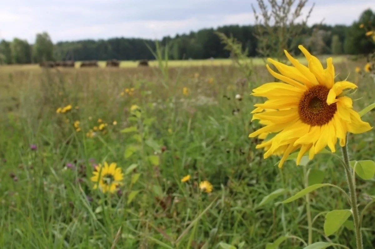 
        Вильфанд спрогнозировал сильную жару в Краснодарском крае    