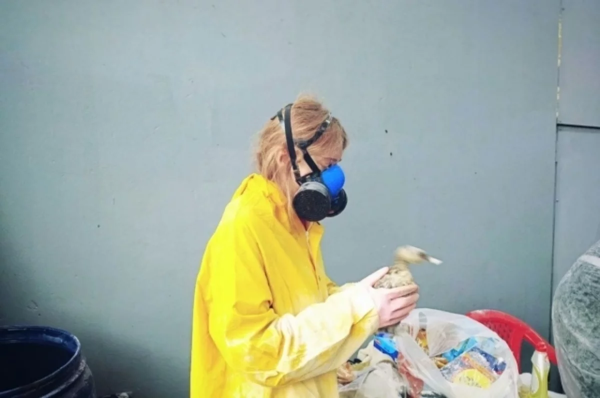 
        В краснодарском сафари-парке готовы принять 600 пострадавших от мазута птиц    